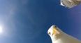 Here’s what happens when a seagull steals your GoPro camera (Video)