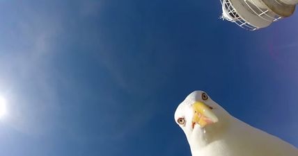 Here’s what happens when a seagull steals your GoPro camera (Video)