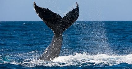 Lancashire couple hope to pocket £50,000 for lump of whale vomit