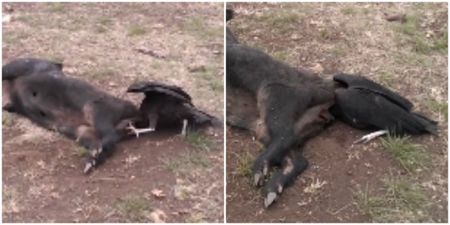 This vulture with its head stuck up a pig’s arse is having a worse day than anyone (Video)