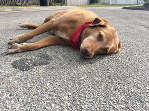 Loyal dog found lying in the road where owner was killed (Pics)