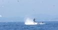 Watch this whale smash a seal 80 feet into the sky (Video)