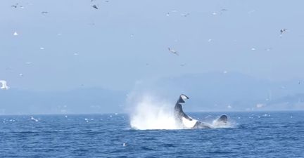 Watch this whale smash a seal 80 feet into the sky (Video)