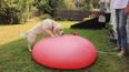 Watch what happens when a dog plays with a giant water balloon…in slo-mo