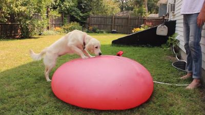 Watch what happens when a dog plays with a giant water balloon…in slo-mo