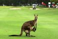 Watch the priceless reaction of these Aussie golfers being chased by a kangaroo