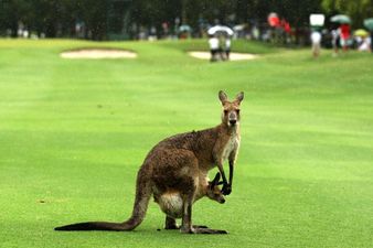 Watch the priceless reaction of these Aussie golfers being chased by a kangaroo