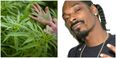 Snoop launches his own cannabis brand ‘Leafs By Snoop’