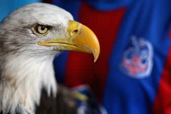 34-year-old man arrested on suspicion of trying to punch Crystal Palace’s eagle mascot