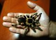 Shocking footage shows customer arguing with cashier after giant spider found in bananas