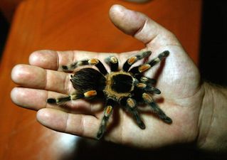 Shocking footage shows customer arguing with cashier after giant spider found in bananas