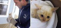 VIDEO: Kitten found frozen in the snow is miraculously saved by family