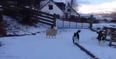 VIDEO: This Scottish sheep that thinks it’s a dog is absolutely wonderful