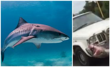 VIDEO: Motorist filmed driving car with a massive shark strapped to its front