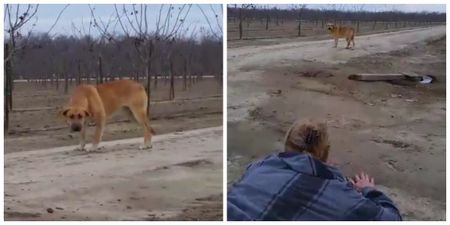 This message to an owner who abandoned their dog is heartbreaking