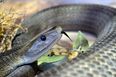 Londoners on red alert as venomous Black Mamba snake is reportedly on the loose