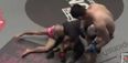 This brutal ONE Championship knock-out came via… submission escape (Video)