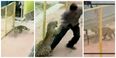 VIDEO: Terrifying scenes as leopard enters school in India