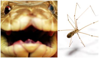 PIC: Tiny spider takes on venomous brown snake… and wins