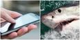 This incredible iPhone app could save you from a shark attack