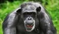 VIDEO: Is this evidence that chimpanzees believe in God? Scientists seem to think so