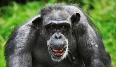 VIDEO: Is this evidence that chimpanzees believe in God? Scientists seem to think so