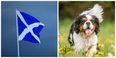 Scotland is looking for an AmbassaDog. No, really.