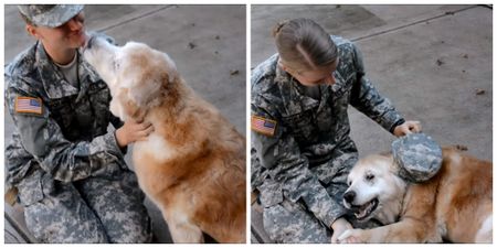 VIDEO: This old dog welcoming home a soldier will melt your heart