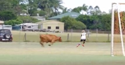 VIDEO: Raging cow causes havoc by invading football pitch during youth match