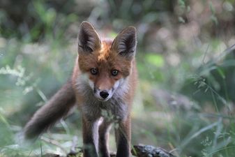 Guy wakes up after big night out to find a fox ‘trying to pull his trousers off’