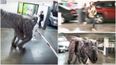 This ‘dinosaur attack’ prank in an office carpark is cruel, but pretty damn funny