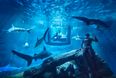 Airbnb wants to let you sleep in an actual shark tank