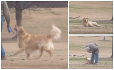 This dog has an ingenious way of not leaving the park