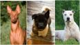 The hardest dog breed quiz you’ll take today