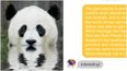 This awkward Tinder match unravels into Panda based weirdness