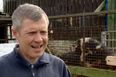 Scottish politician doesn’t notice pigs humping behind him in TV interview