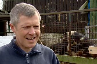 Scottish politician doesn’t notice pigs humping behind him in TV interview