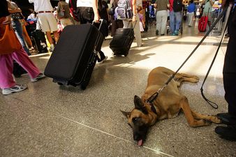 Manchester Airport sniffer dogs can’t find cocaine, but love sausages and cheese