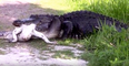 Here’s an absolutely amazing video of an alligator eating another alligator