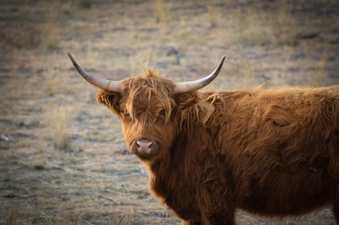 Guy claims to have ordered a yak online after taking dodgy sleeping pill