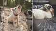 This dog / pig Instagram friendship will make you warm and fuzzy inside