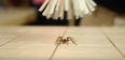 Scared son inspires dad to invent a brilliant no-kill spider catcher