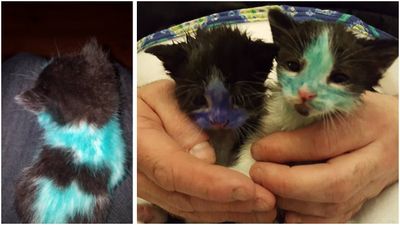 Abandoned kittens found “coloured in” with markers and pens