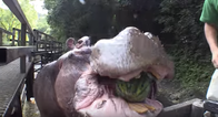 Hungry Hippo completely obliterates a watermelon in one chomp