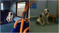 Abandoned dog found sleeping on a bus after being left there overnight