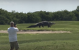 Enormous alligator stuns golfers in Florida when it decides to take a stroll on the course