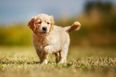 There’s a genetic reason why your Labrador won’t stop begging for food