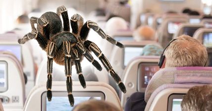 Passengers on a flight to Canada were panicked by two escaped tarantulas on-board