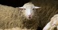 Stoned sheep go on “psychotic rampage” after eating cannabis plants