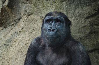 The mother of the boy who fell into the gorilla pen has said “accidents happen”